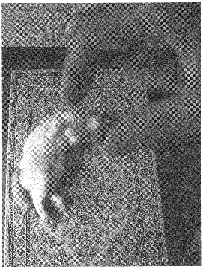 じゅうたんの上の白い猫を、手前の大きな手が遠近法でつまみ上げているように見える白黒写真